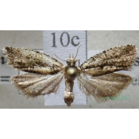 Zeiraphera isertana (Fabricius, 1794) Wskaźnica dębóweczka Czech10c